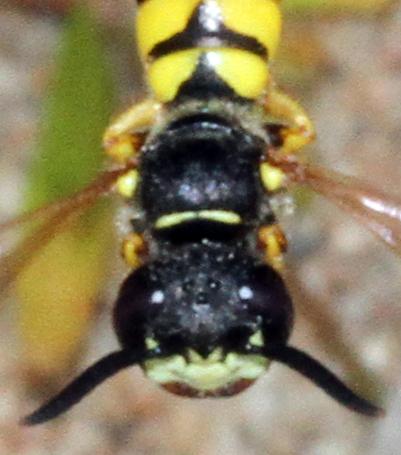 Réf. 330 654 : Philanthus triangulum